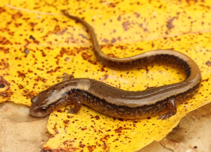 Northern Two-lined Salamander